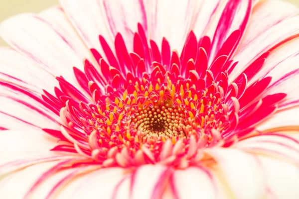 Extreme Close Pink Gerbera Asteraceae Daisy Family — Stock Photo, Image