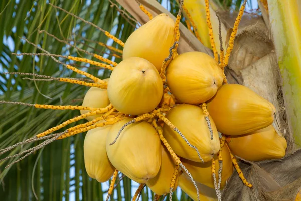 Cacho Frutos Coco Orgânicos Amarelos Árvore — Fotografia de Stock