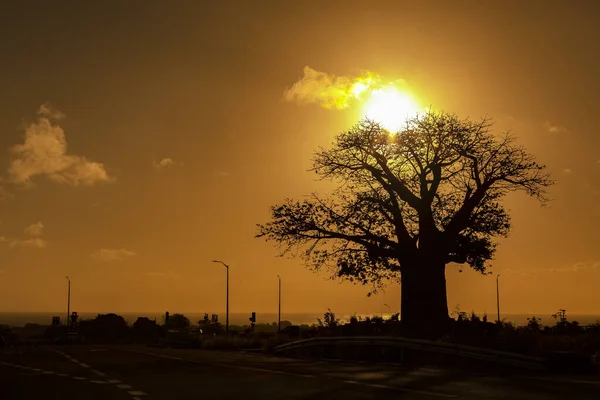 Силуэт Растения Баобаб Adansonia Digitata Закате Над Облачным Небом — стоковое фото