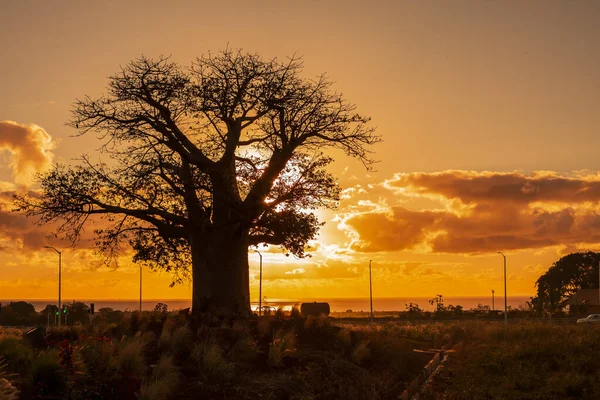 Силуэт Растения Баобаб Adansonia Digitata Закате Над Облачным Небом — стоковое фото