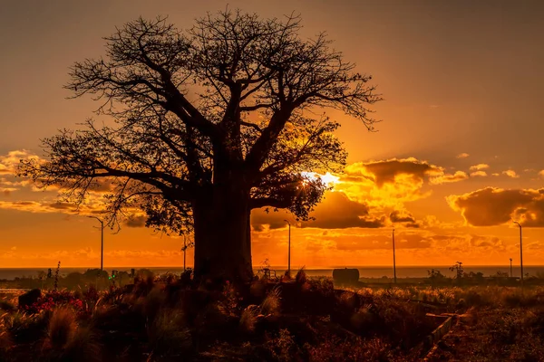 Sylwetka Rośliny Baobab Adansonia Digitata Zachodzie Słońca Przeciwko Zachmurzonemu Niebu — Zdjęcie stockowe