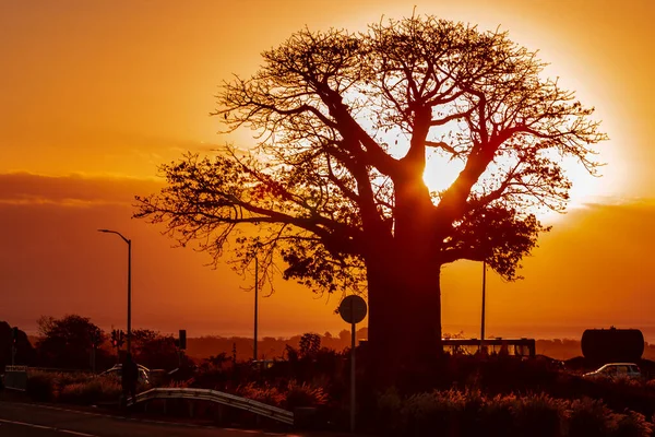 Baobab silueti (Adansonia digitata) tropikal Mauritius adasında gün batımında.