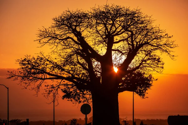 Sylwetka Baobaba Adansonia Digitata Zachodzie Słońca Tropikalnej Wyspie Mauritius — Zdjęcie stockowe