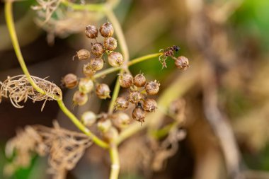 İnce saplı bir kümede olgunlaşan kişniş tohumlarının makro çekimi. Karmaşık detaylar ve yumuşak bokeh etkisi.