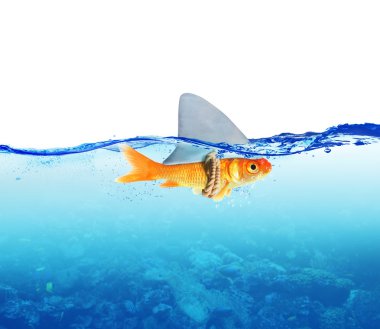 Köpekbalığı gizlenmiş balık