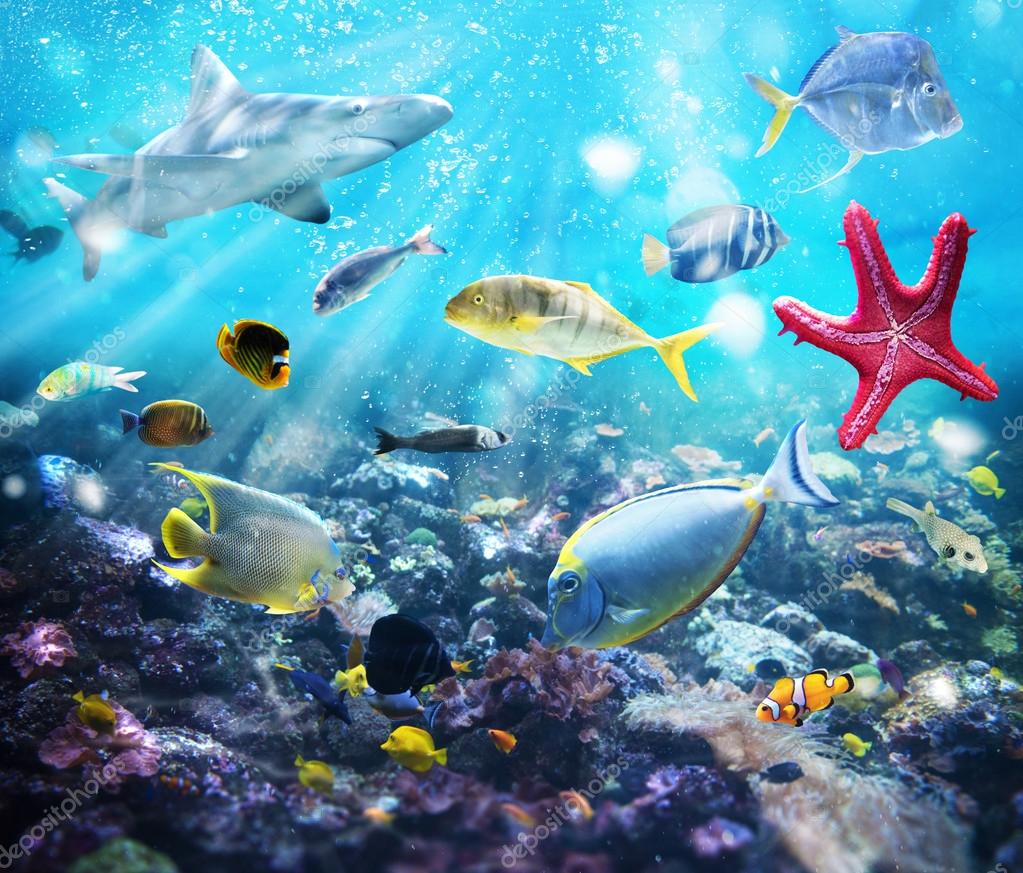 Colorful fishes in ocean — Stock Photo © alphaspirit #112681860