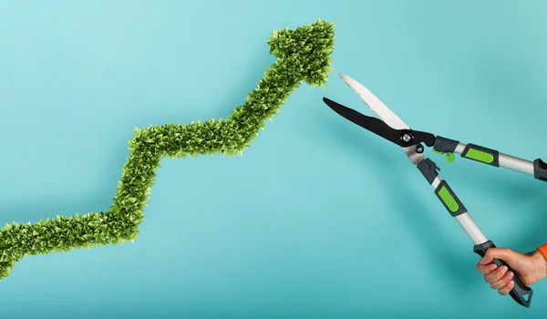 O jardineiro corta uma planta com uma forma de flecha. conceito de sucesso e melhoria. fundo ciano — Fotografia de Stock