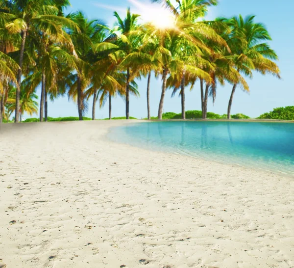 Tropical beach with palm trees — Stock Photo, Image