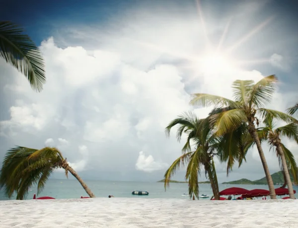 Tropisk strand med palmer — Stockfoto