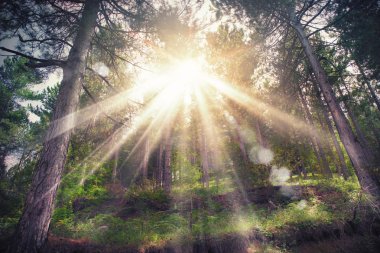Sunlight through the branches clipart