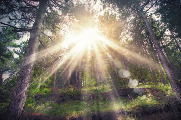 Luz solar através dos ramos — Fotografia de Stock