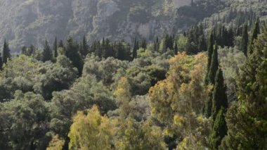 Kaydırma dağlar, Selvi ve zeytin ağaçları Corfu Island, Yunanistan