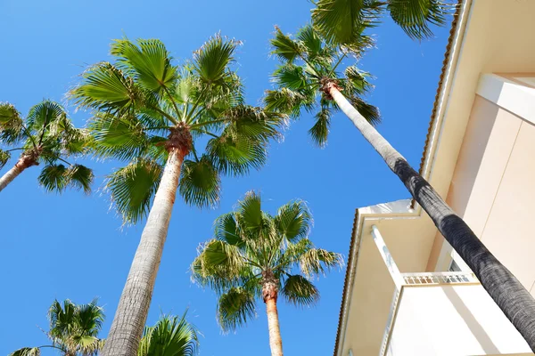 Palmy v luxusní hotel, Mallorca, Španělsko — Stock fotografie