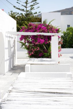 Geleneksel Yunan tarzı bir otel binası ve Bougainvillea çiçekleri, Santorini Adası, Yunanistan