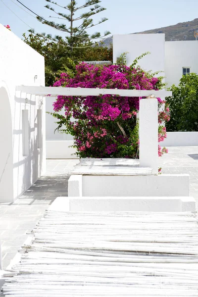 Costruzione Hotel Stile Tradizionale Greco Fiori Bougainvillea Isola Santorini Grecia — Foto Stock