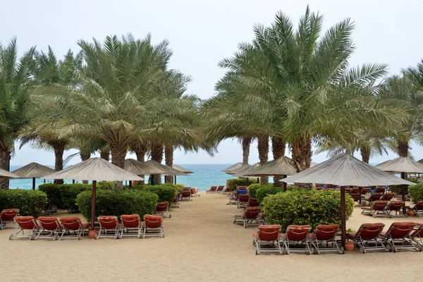 Spiaggia Palme Dell Hotel Lusso Fujairah Emirati Arabi Uniti — Foto Stock