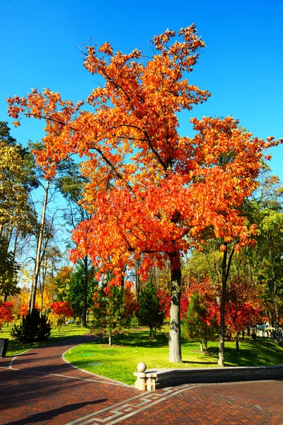 NOVI PETRIVTSI, UKRAINE - OCTOBER 14: The trees in autumn colors — Stock Photo, Image