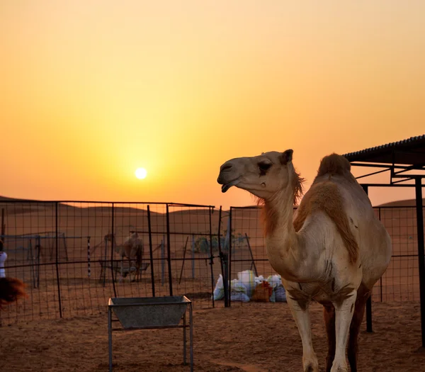 Wielbłąd na pustyni podczas zachodu słońca, Dubaj, Zjednoczone Emiraty Arabskie — Zdjęcie stockowe