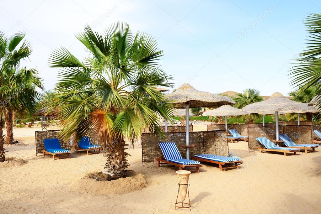 Palm tree on the beach at luxury hotel, Hurghada, Egypt