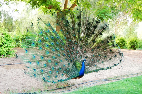 El pavo real está cerca de la residencia de Sheikh, Dubai, Emiratos Árabes Unidos — Foto de Stock