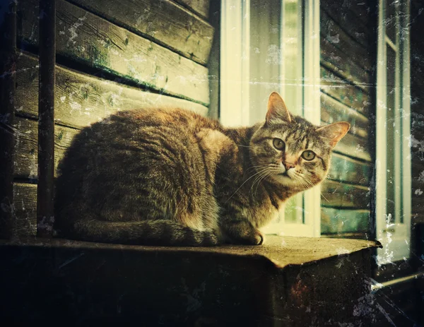 단일 노숙자 고양이. — 스톡 사진