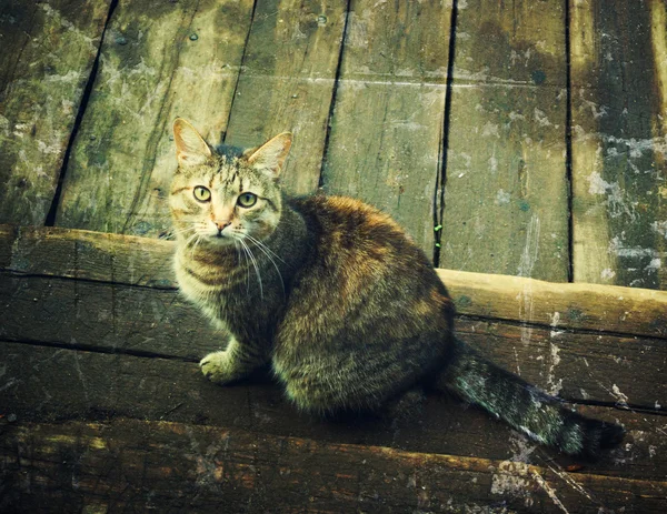 Бездомный кот . — стоковое фото
