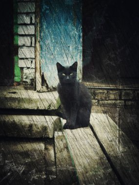 Tek evsiz kedi.