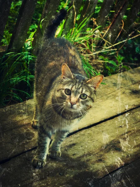 Gato sin hogar . —  Fotos de Stock