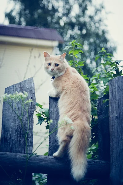 De rode kat op het hek. — Stockfoto