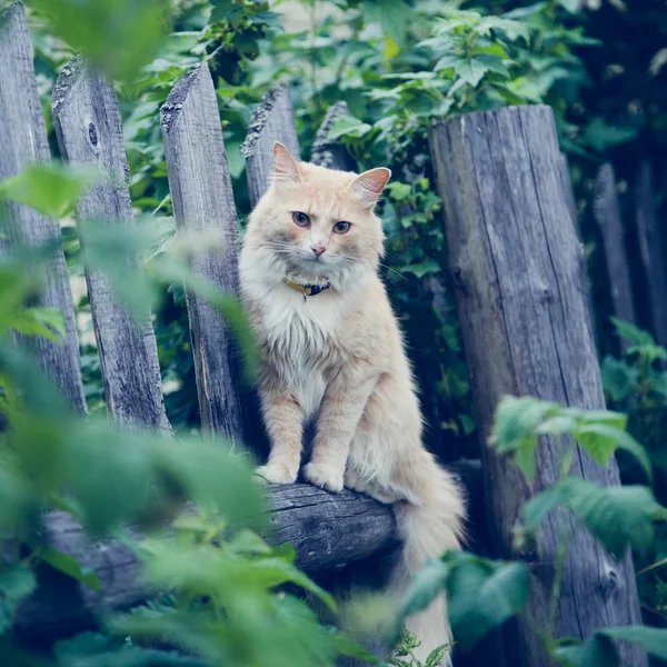 Красная кошка на заборе . — стоковое фото