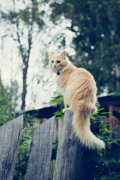 De rode kat op het hek. — Stockfoto