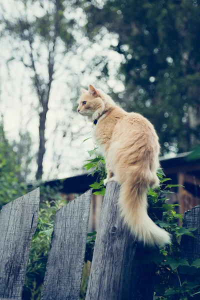 Красная кошка на заборе . — стоковое фото