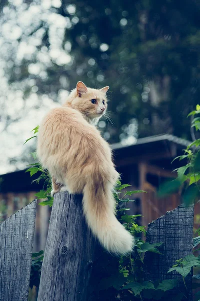 De rode kat op het hek. — Stockfoto