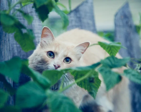 De rode kat op het hek. — Stockfoto