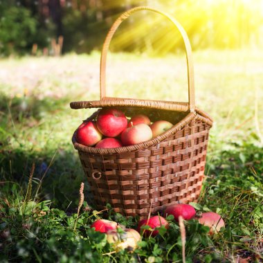 Tam sepet elma çimenlerin üzerinde.