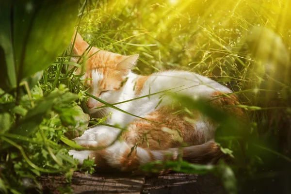 Red cat sleeping. — Stock Photo, Image