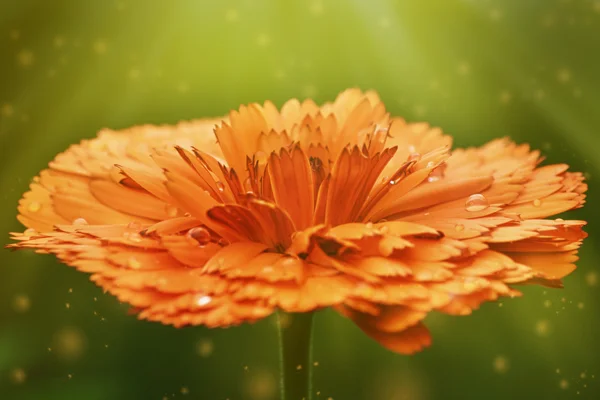 Ringelblume auf einem Grün. — Stockfoto