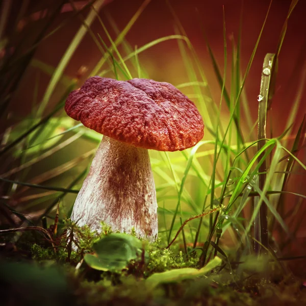 White mushroom summer day. — Stock Photo, Image