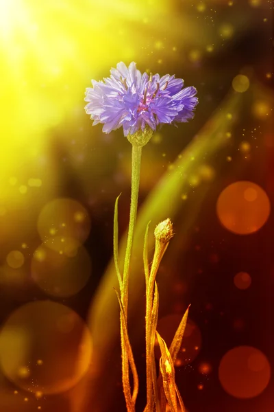 Όμορφο λουλούδι κενταύριο. — Φωτογραφία Αρχείου