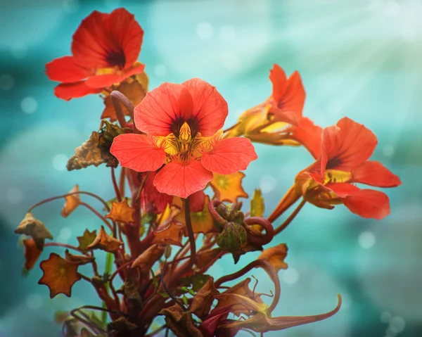 Kapuzinerkresse Blume Sommertag. — Stockfoto