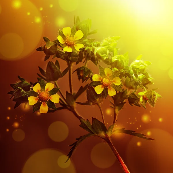 Schöner Blume Sommertag. — Stockfoto