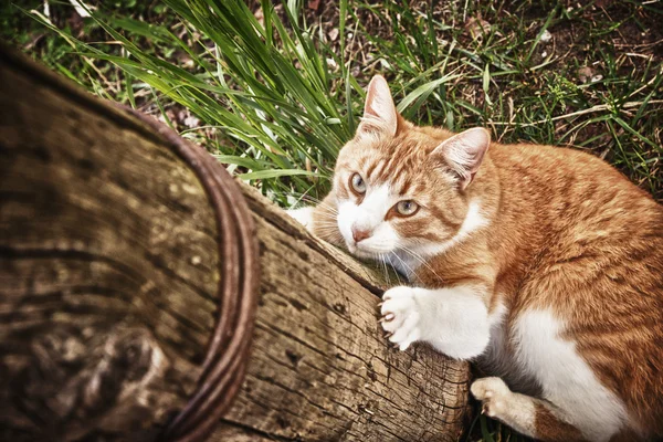 Kat een jaagt. — Stockfoto