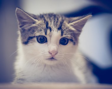 Korkmuş kedi evde gizleme.