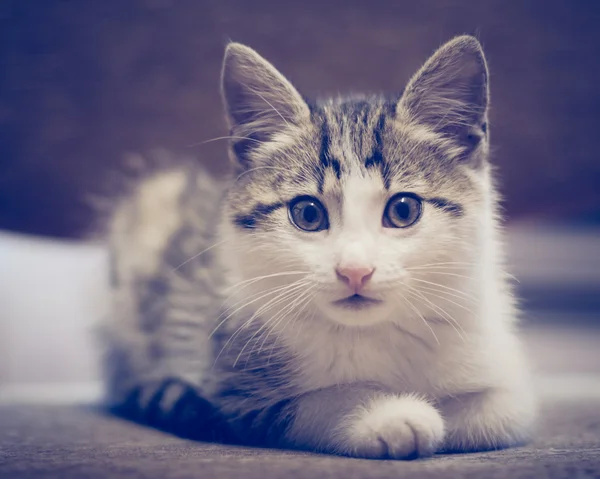 Pequeño gatito acostado en el sofá . — Foto de Stock