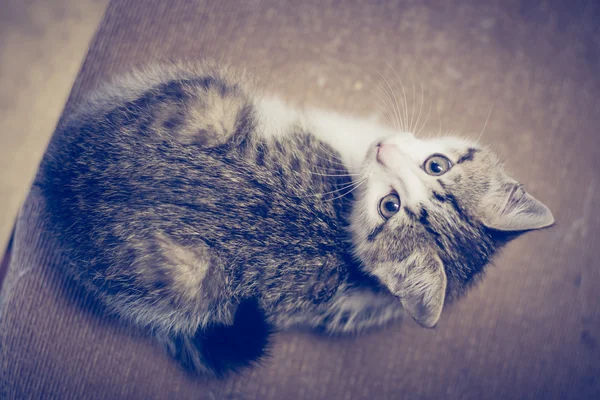 Pequeño gatito acostado en el sofá . — Foto de Stock