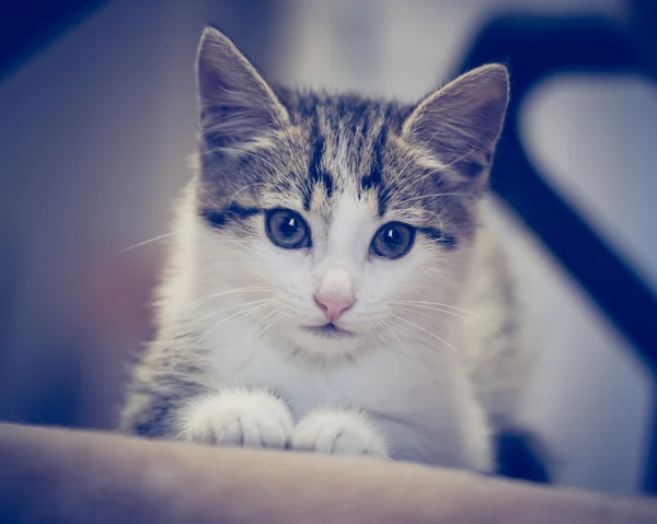 Pequeño gatito acostado en el sofá . — Foto de Stock