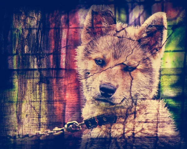 Cachorro en una jaula . — Foto de Stock