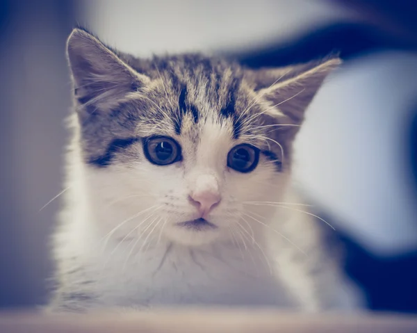 Gatito asustado escondido en casa . — Foto de Stock