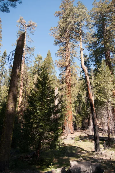 Mammutträd i Yosemite — Stockfoto