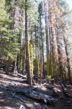 Ormanın yürüyüş